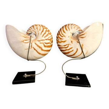 Nautilus Pompilius