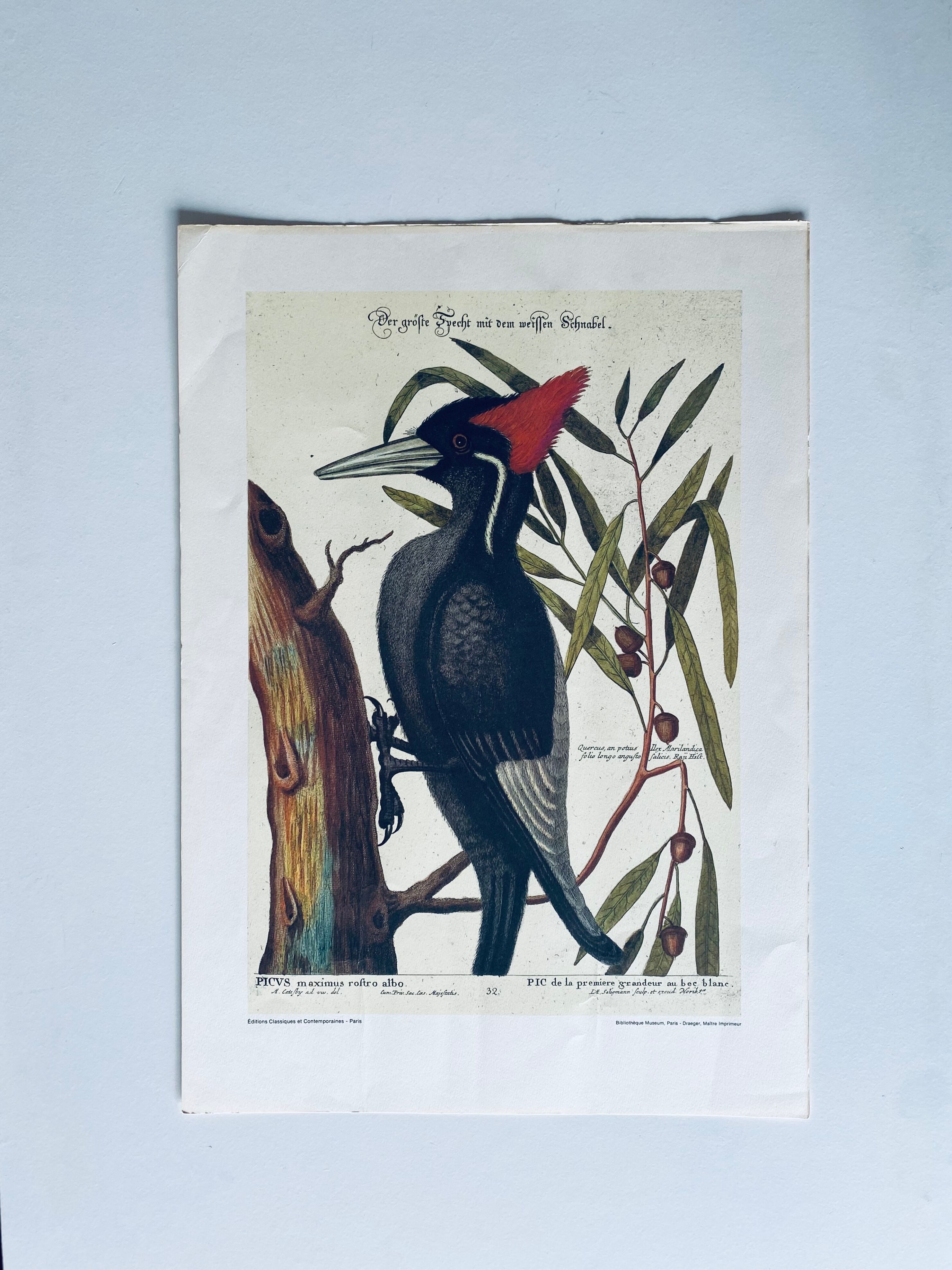 Ancient ornithological engraving, green peak