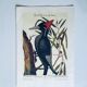 Ancient ornithological engraving, green peak