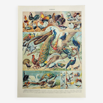 Gravure ancienne 1928, Oiseaux 3, ornithologie, volatiles • Lithographie, Planche originale