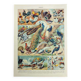 Gravure ancienne 1928, Oiseaux 3, ornithologie, volatiles • Lithographie, Planche originale