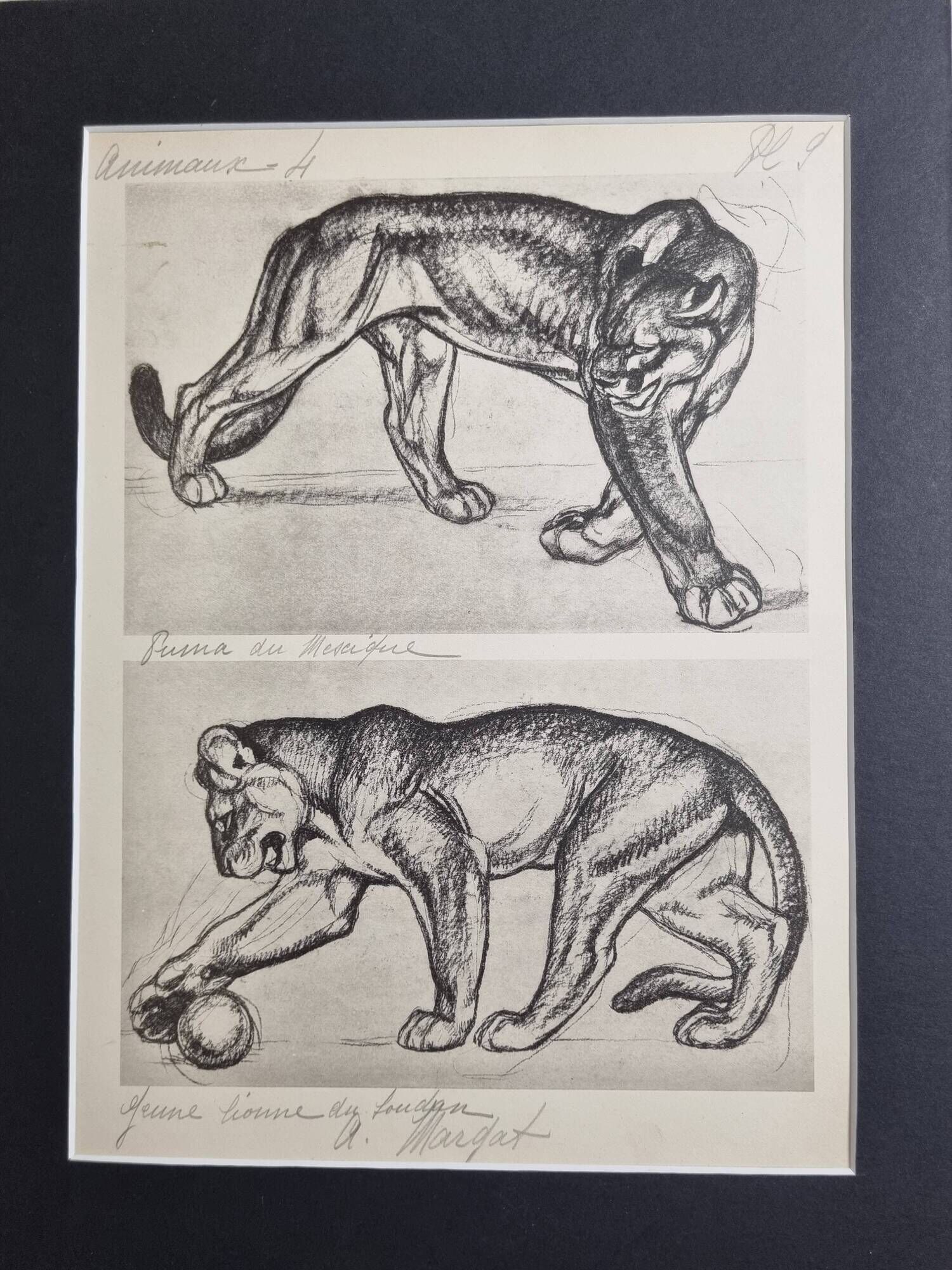 Illustrated plate – Studies of felines – André Margat – 1930 – 40 x 30 cm