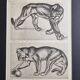 Illustrated plate – Studies of felines – André Margat – 1930 – 40 x 30 cm