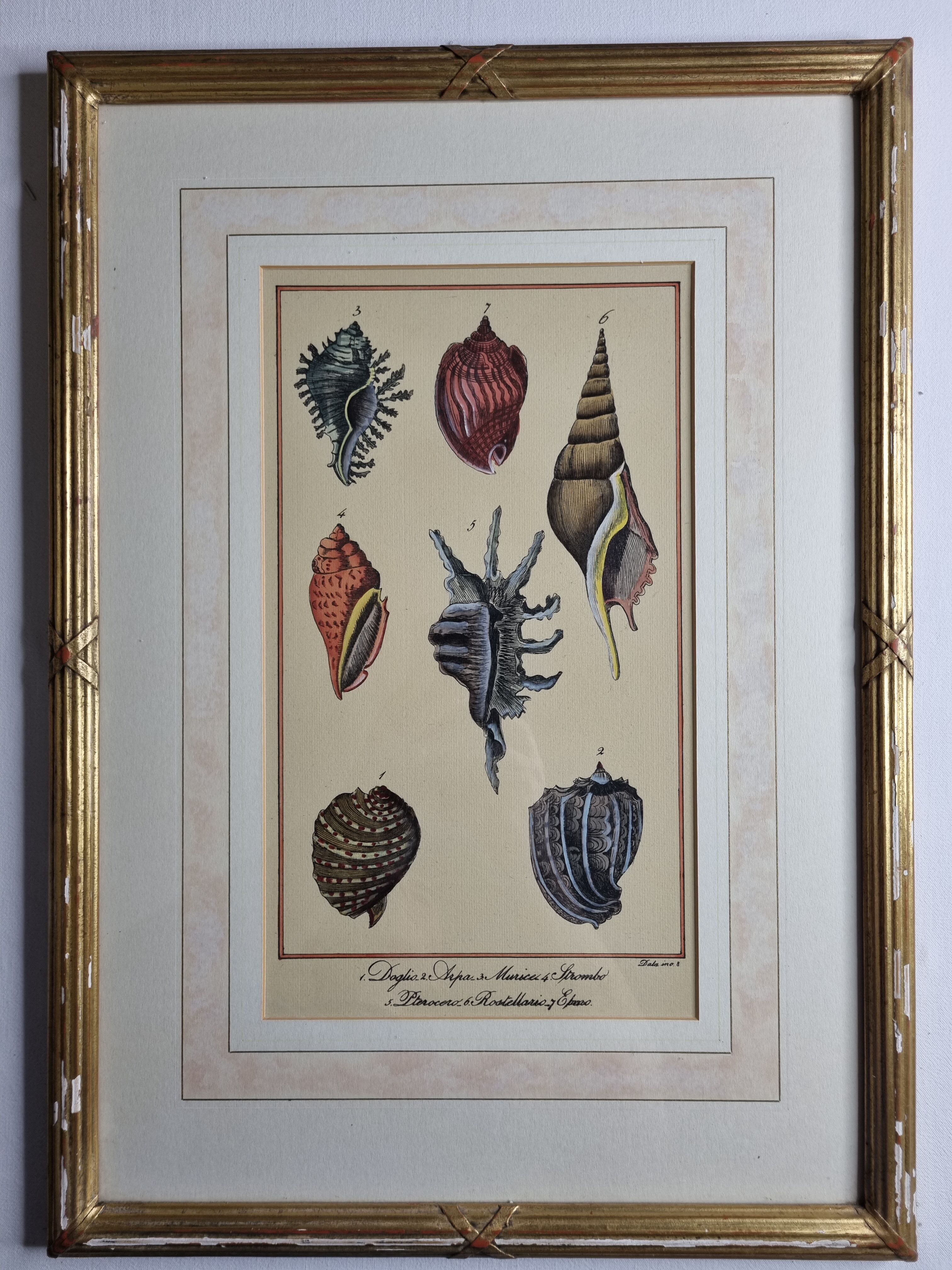 Natural History plate number 8, Conchyliology, signed in the plate, XVIIIth