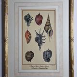 Natural History plate number 8, Conchyliology, signed in the plate, XVIIIth