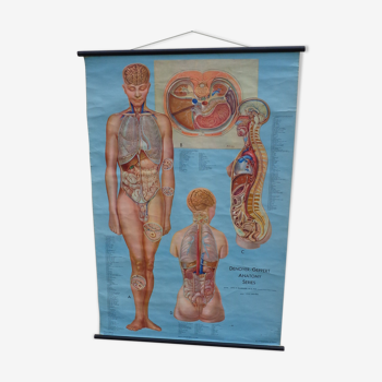 Medical educational poster