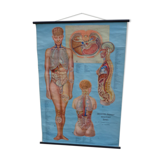 Medical educational poster