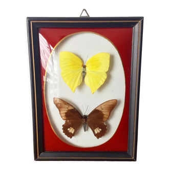 Cadre papillons naturalisés bombé vintage
