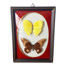 Vintage domed stuffed butterfly frame