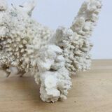 Old white coral 22 cm