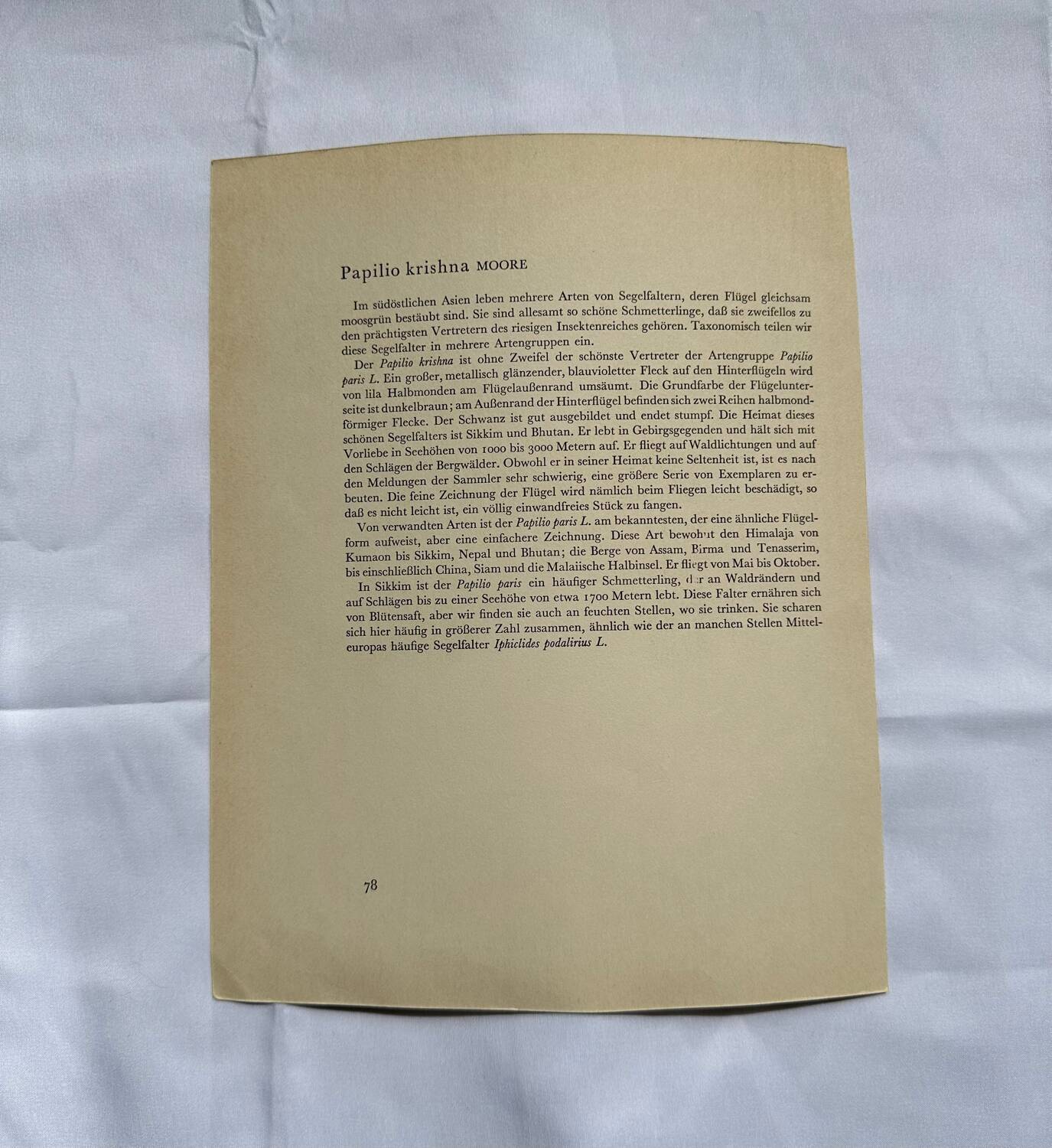 Antique butterfly engraving vintage botanical plate naturalist etching