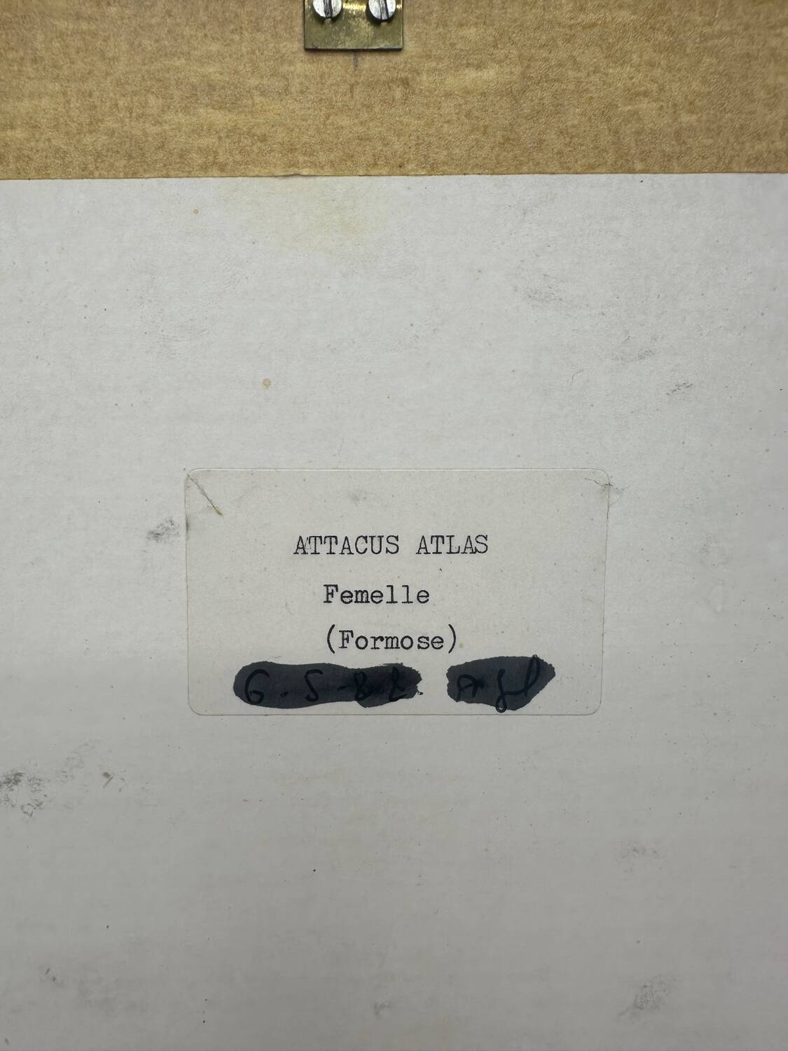 Vintage butterfly frame