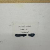 Vintage butterfly frame