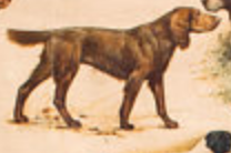 Poster "Breed of dogs" 1952