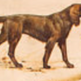 Affiche "Race de chiens" 1952