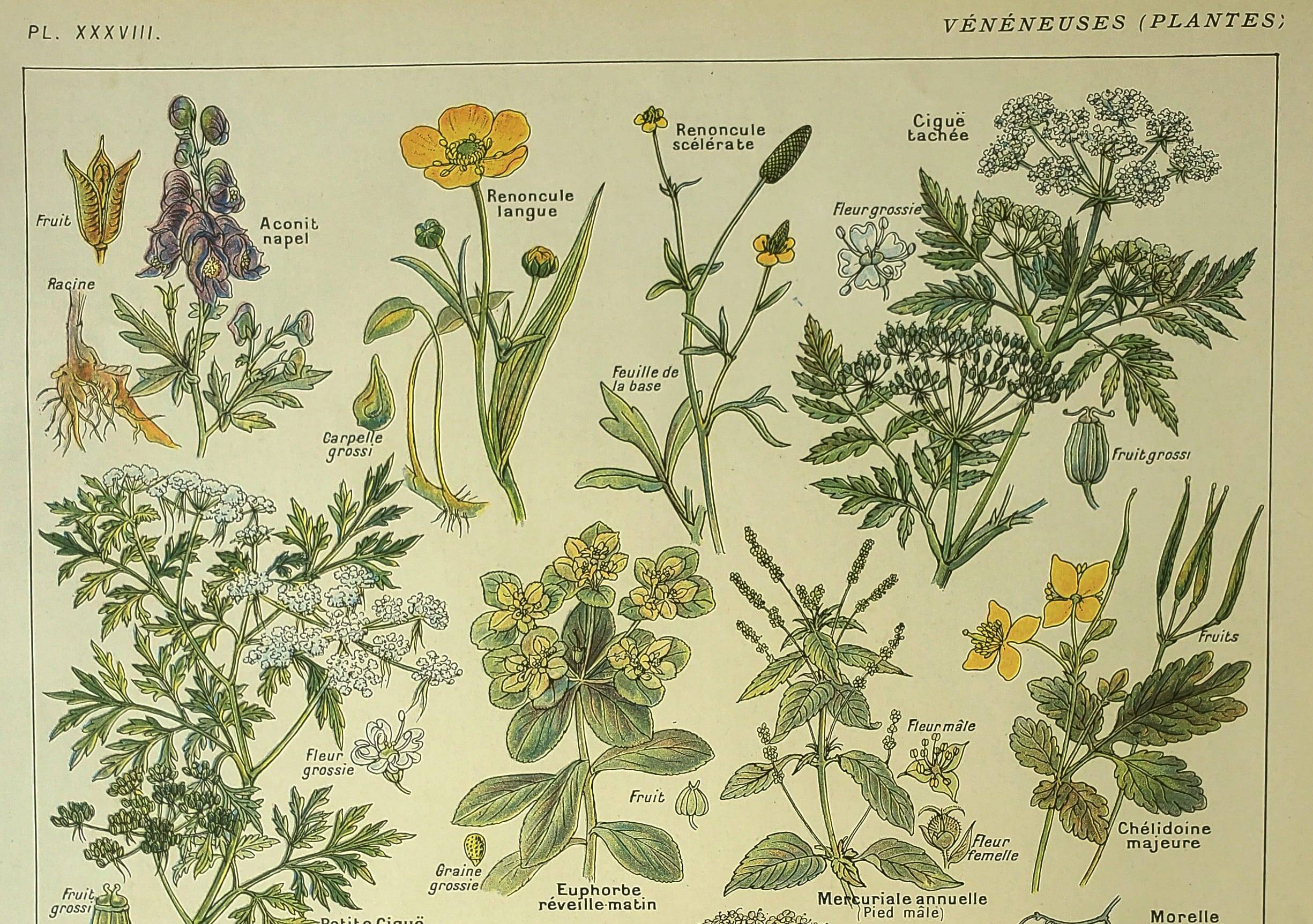 Antique engraving from 1921 by Dessertenne - Poisonous plant. Botanical plate