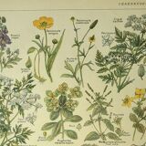 Antique engraving from 1921 by Dessertenne - Poisonous plant. Botanical plate