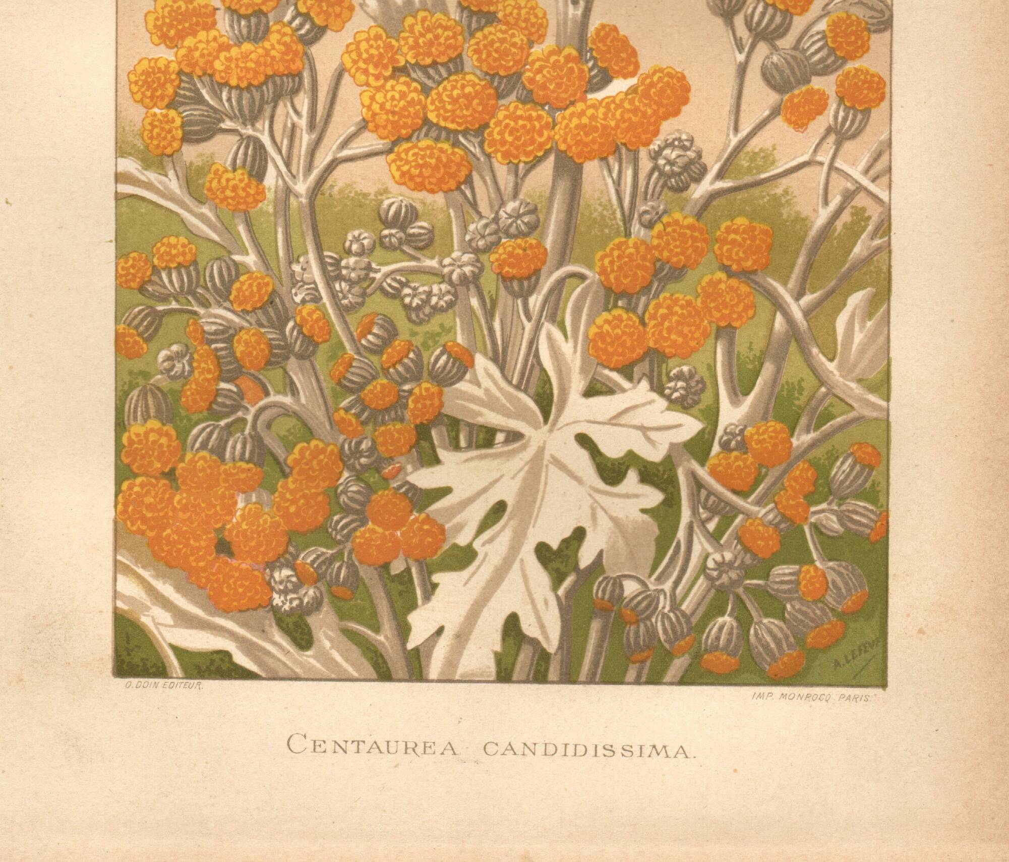 Planche Botanique de  1889 - Centaurée par Lefevre. Gravure ancienne nature