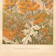 Planche Botanique de  1889 - Centaurée par Lefevre. Gravure ancienne nature