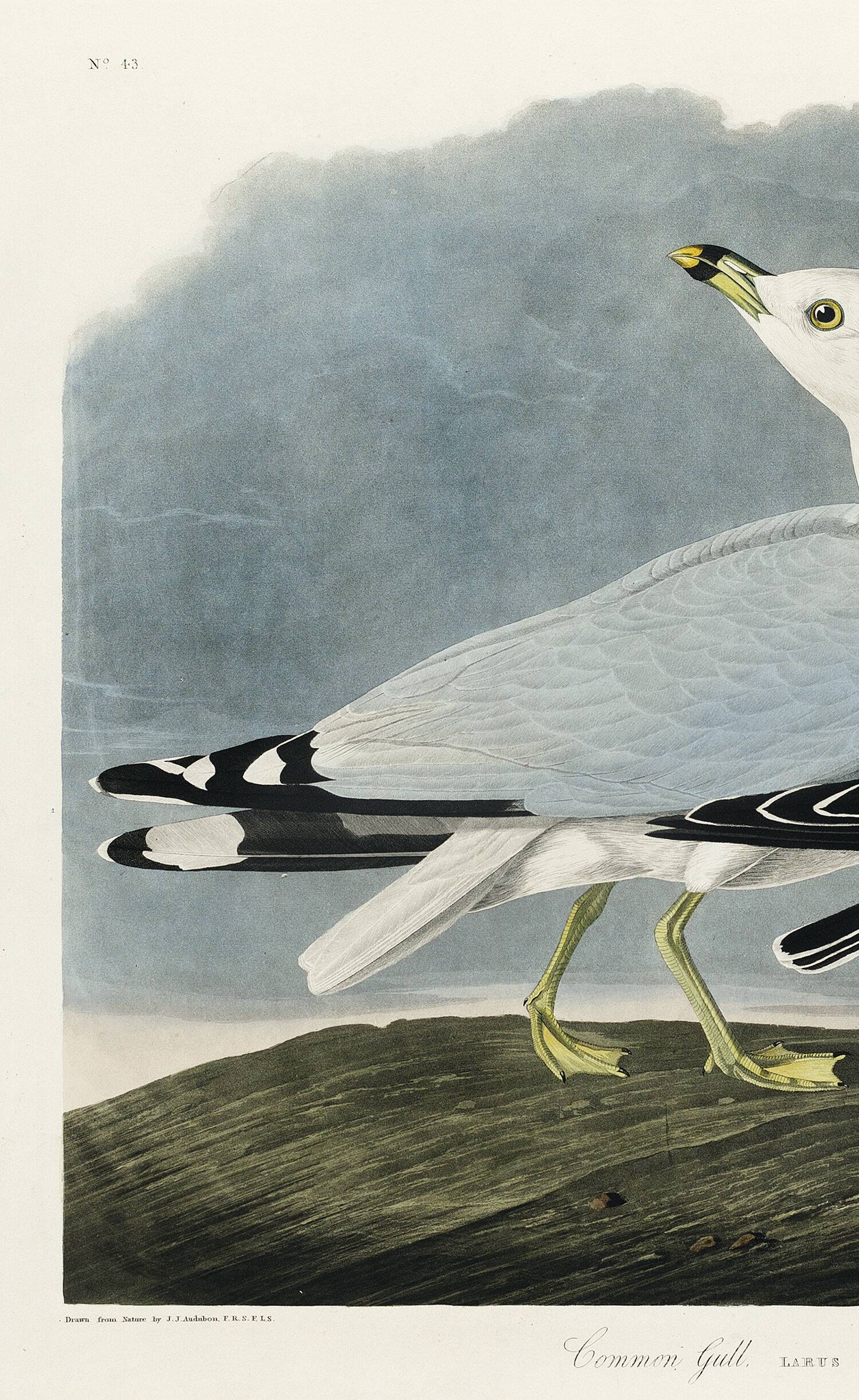 Poster about the Laughing Gull, after an old engraving from 1827.