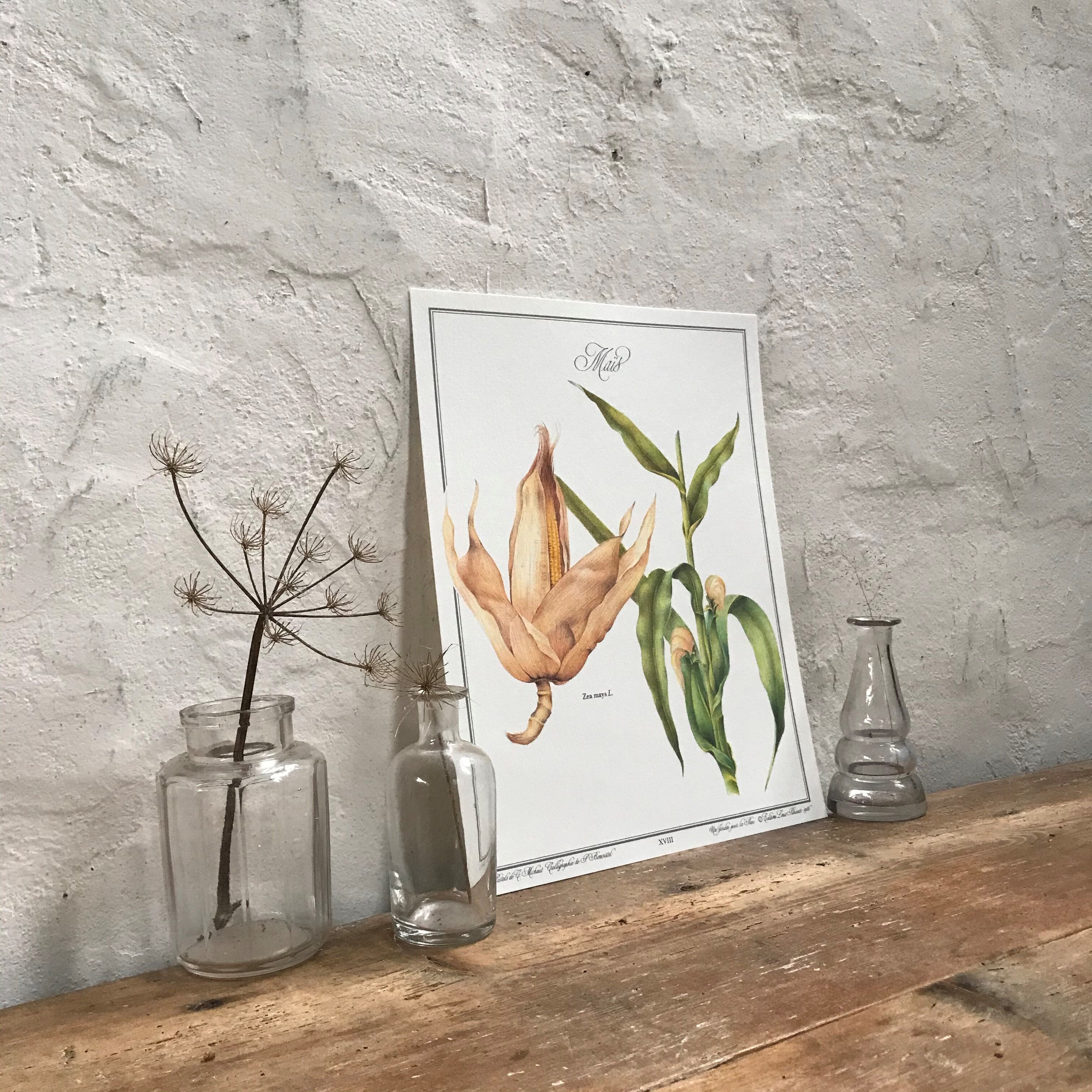 Botanical plank the Corn