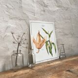 Botanical plank the Corn