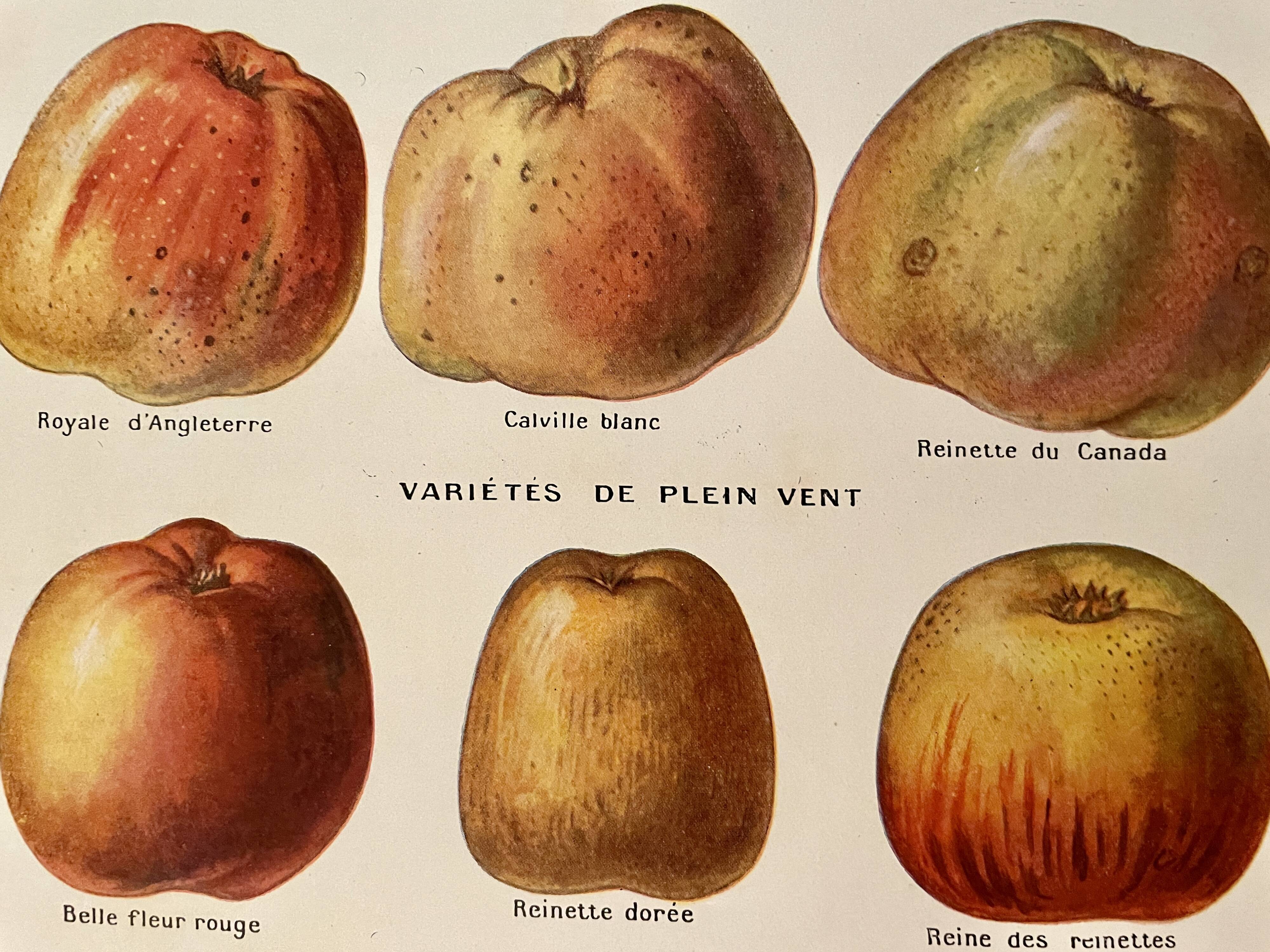 Lithograph on apples - 1920