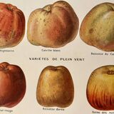 Lithograph on apples - 1920