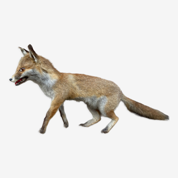 Taxidermy Naturalized fox curiosity
