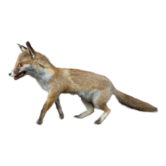 Taxidermy Naturalized fox curiosity