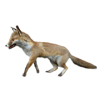 Taxidermie Renard naturalisé curiosité