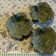 Cabbage leaf cups
