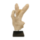Coral on pedestal