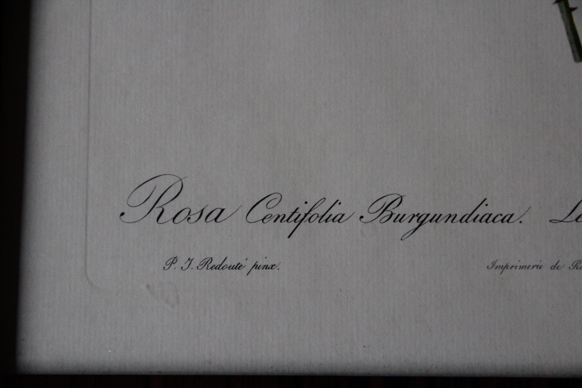 Framed engraving by PJ Redouté