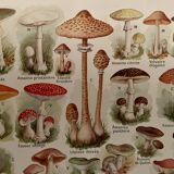 Lithograph on mushrooms - 1920