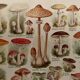 Lithographie sur les champignons - 1920