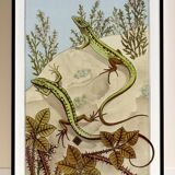 Poster “Lizard”, after an Art Nouveau lithograph from 1897