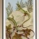 Poster “Lizard”, after an Art Nouveau lithograph from 1897
