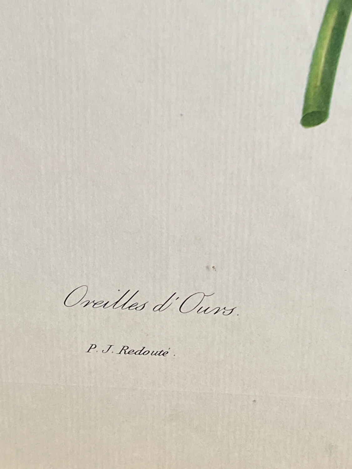 Botanical print, P-J Redouté, Bear's Ears