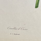 Botanical print, P-J Redouté, Bear's Ears