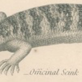 Antique reptile print showing various chameleon, Egyptian Stellion, Skink Lizard, 1837 Pl4