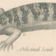 Antique reptile print showing various chameleon, Egyptian Stellion, Skink Lizard, 1837 Pl4