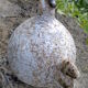 Poule ceramique athezza