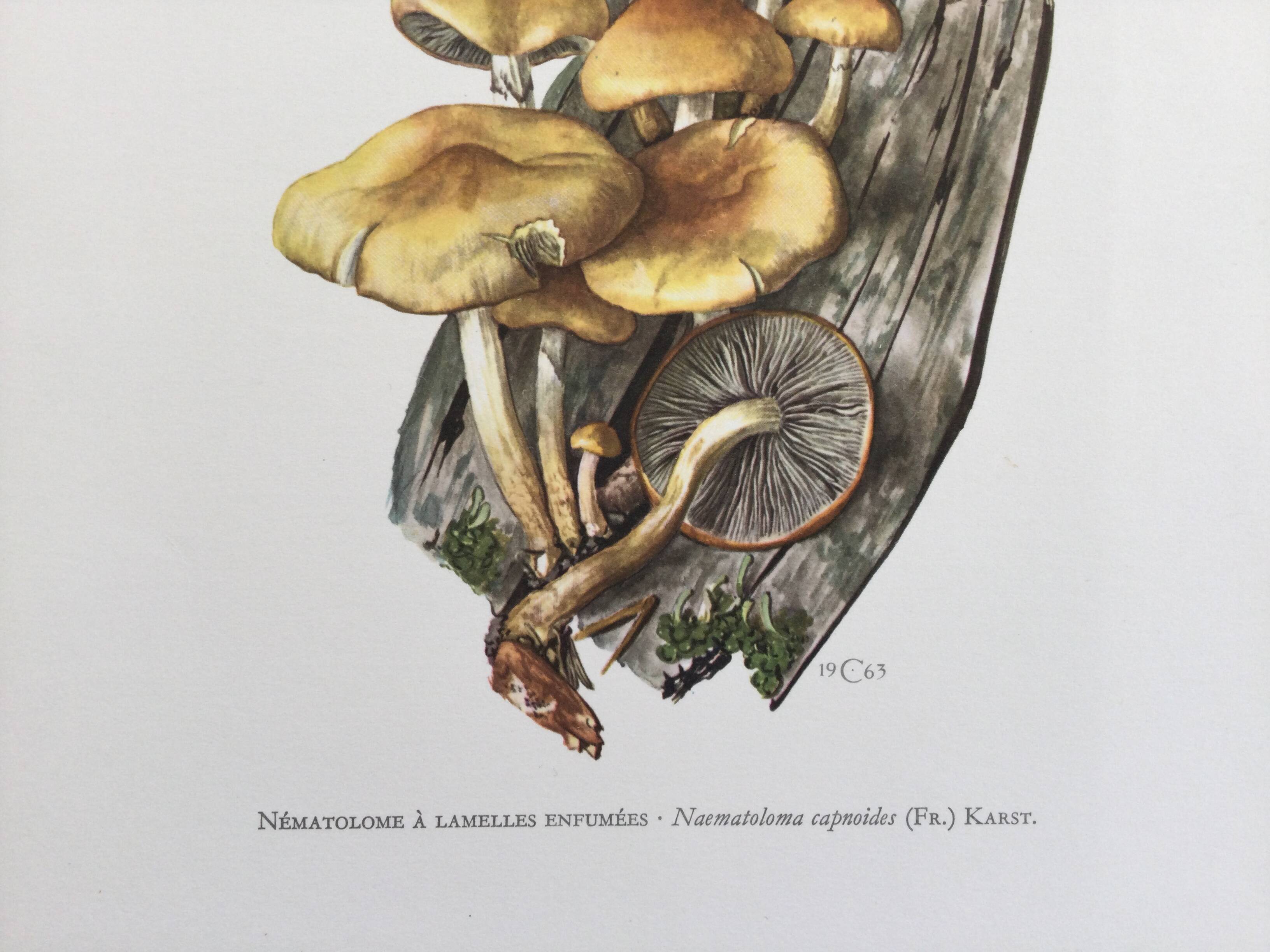 Botanical Illustration Mushrooms Nematoloma Vintage Print 60s