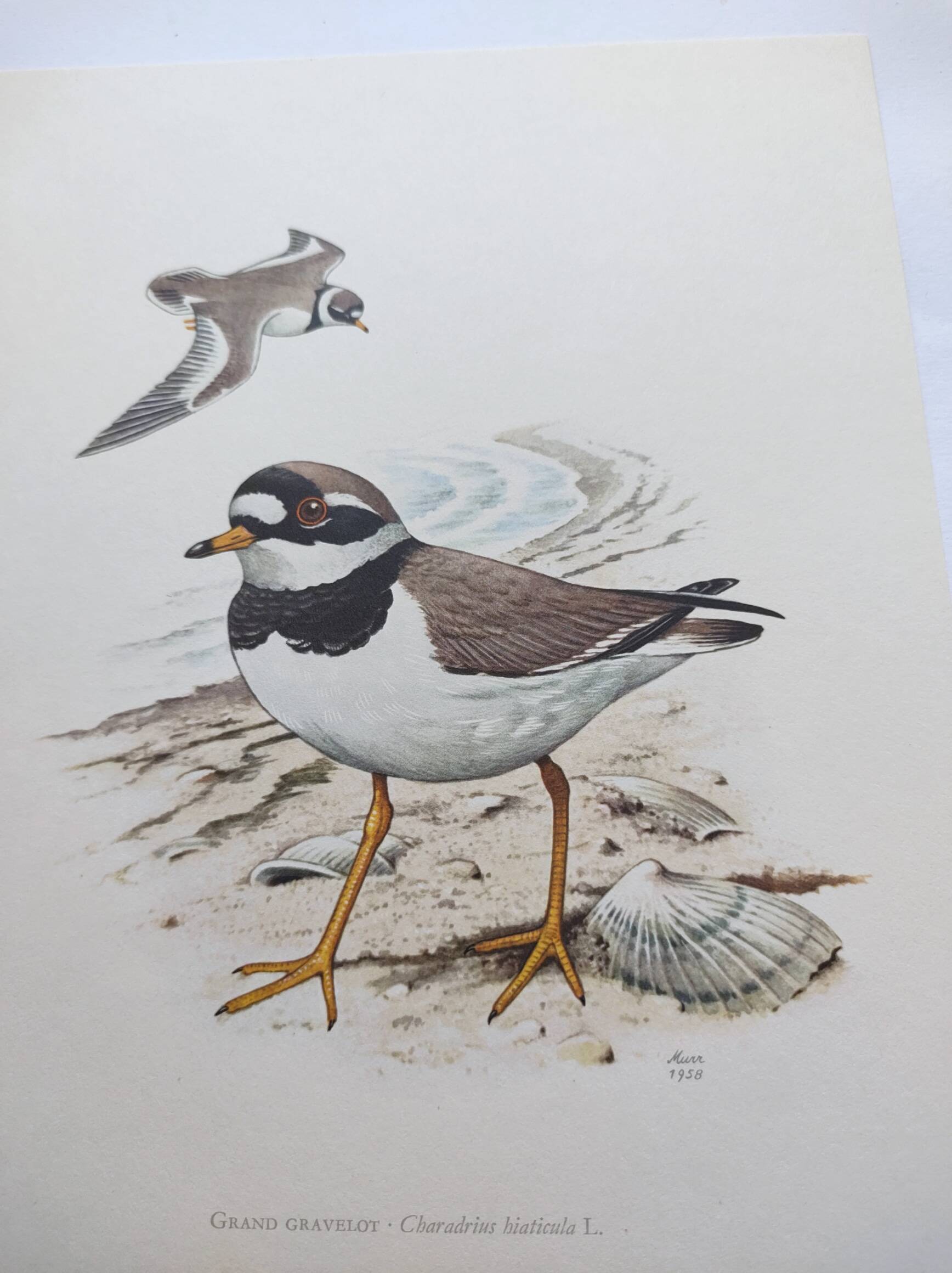 Old vintage bird board from the 60s - Great Ringed Plover - Ornithological illustration