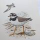 Old vintage bird board from the 60s - Great Ringed Plover - Ornithological illustration