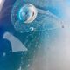 Sulfide jellyfish