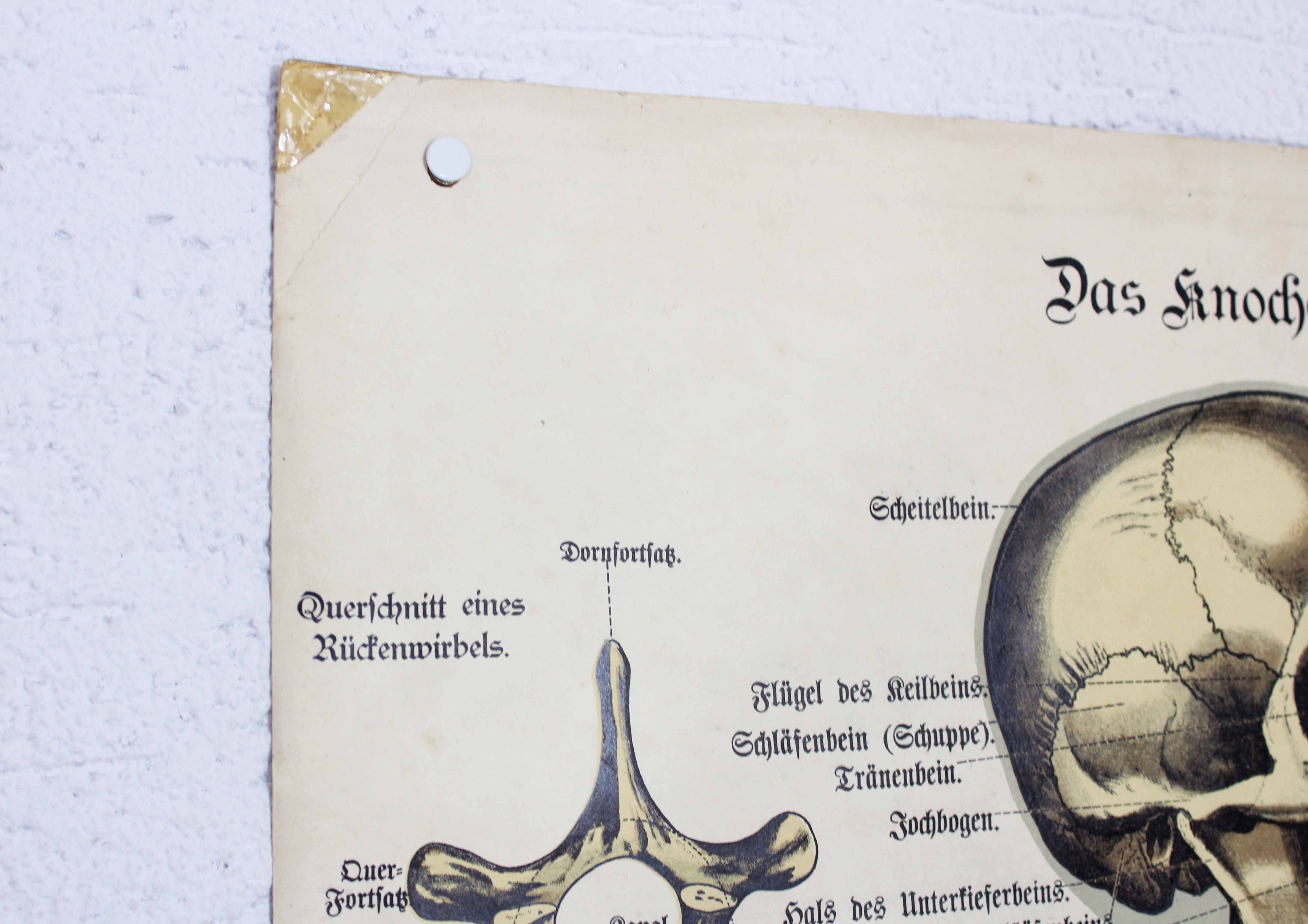 Anatomy poster XIXeme