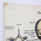 Anatomy poster XIXeme