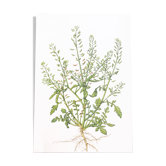Botanical plate 1976